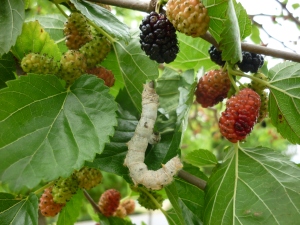 Silkworm_mulberry_tree_zetarra_marugatze_arbolean3a